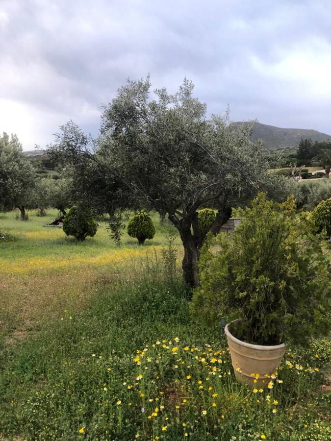 Affittacamere Olive Grove Anavyssos Esterno foto