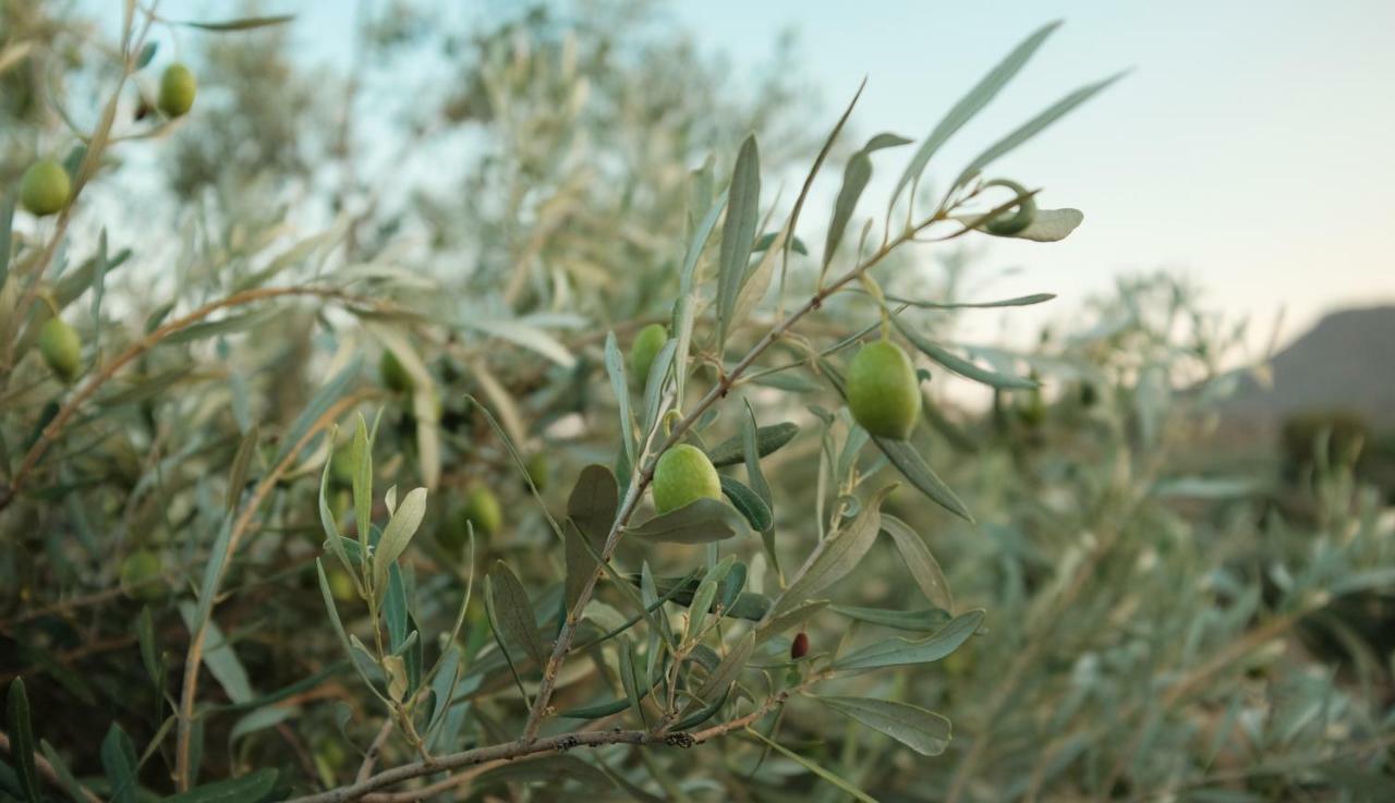 Affittacamere Olive Grove Anavyssos Esterno foto